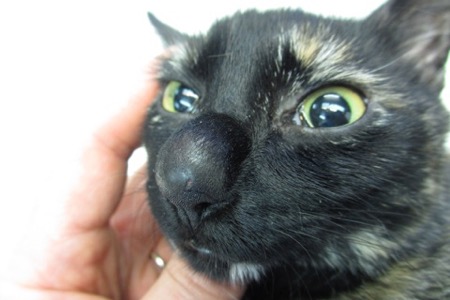 clinique veterinaire chatellerault roc