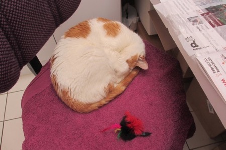 clinique veterinaire chatellerault roc