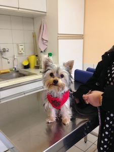 clinique veterinaire chatellerault roc