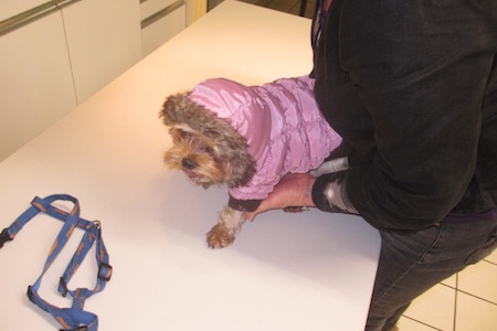clinique veterinaire chatellerault roc