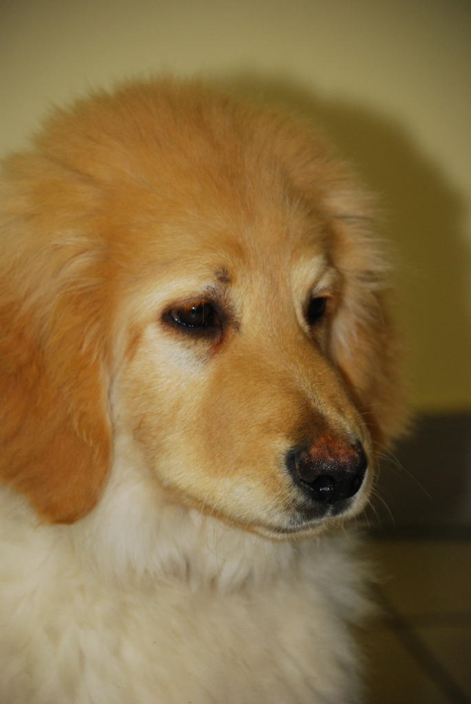 chiot golden